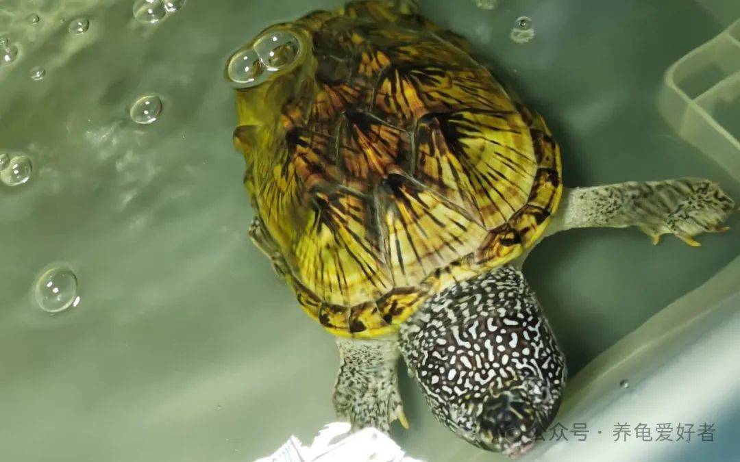 发色秘诀大揭秘黄缘箱龟蛋龟黄喉惊艳变身科技狠活助你养宠成大师