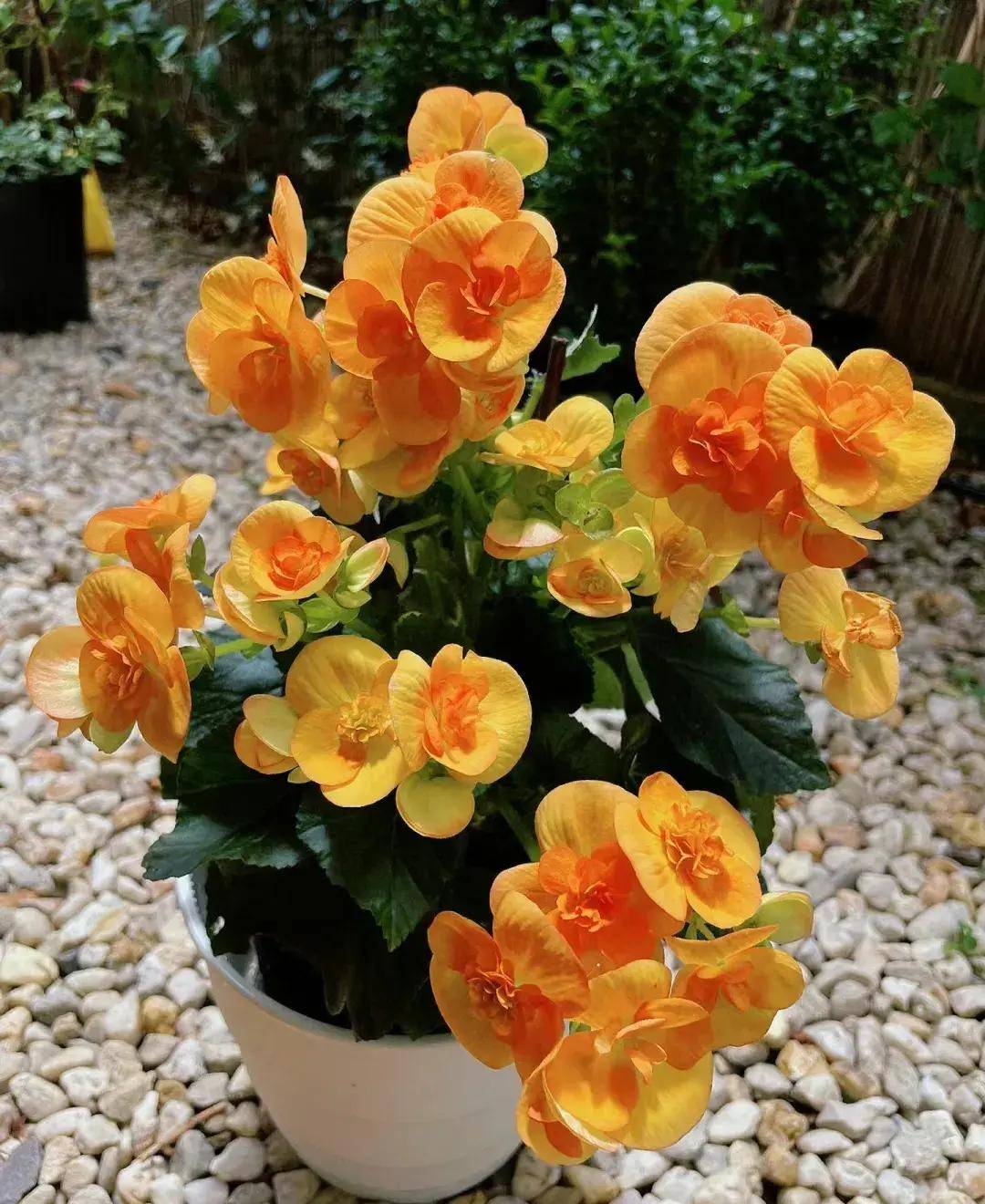 又贵又难养的6种花_倒挂金钟_叶片_植物