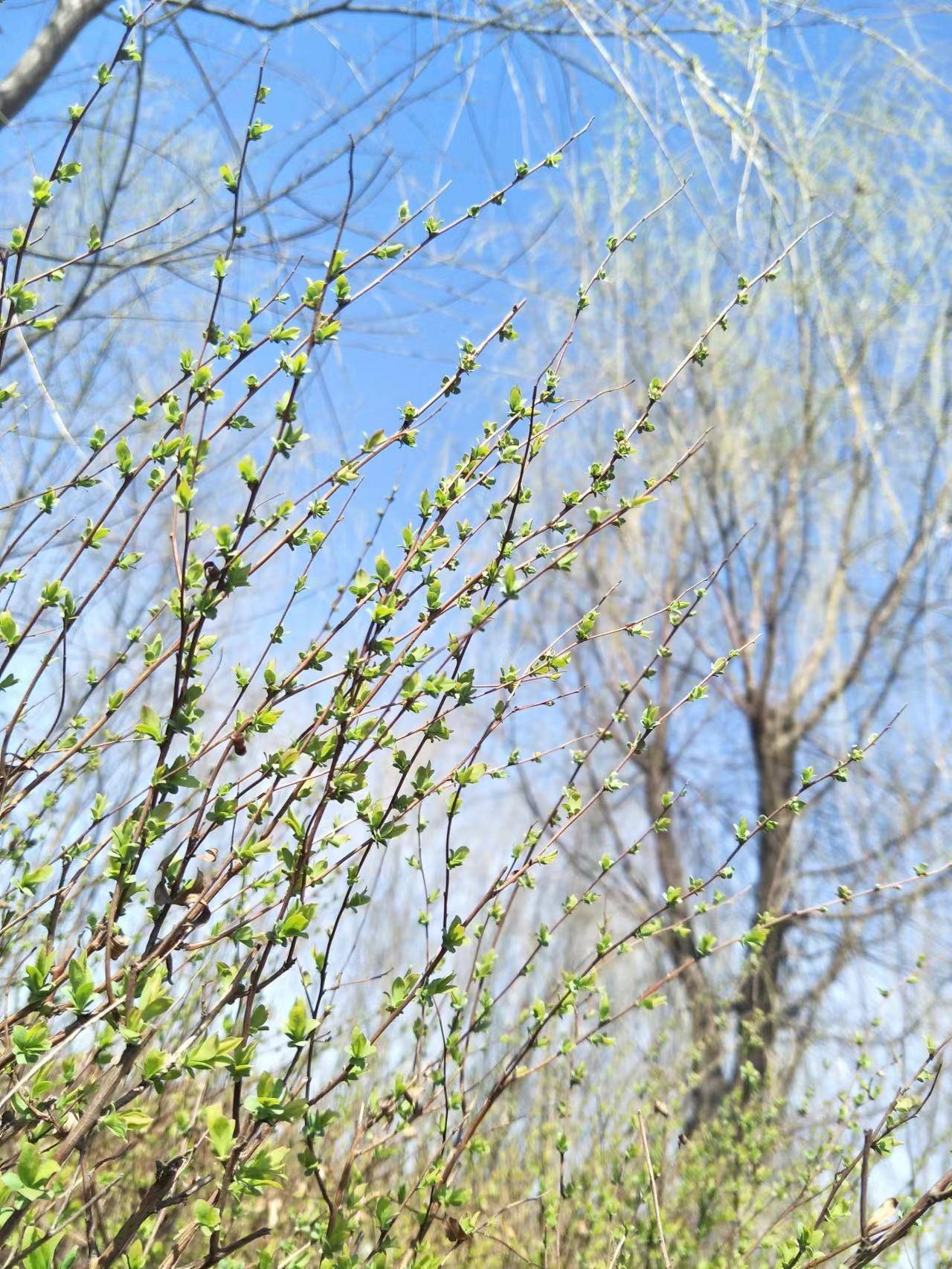 偷一缕春风待花开千红
