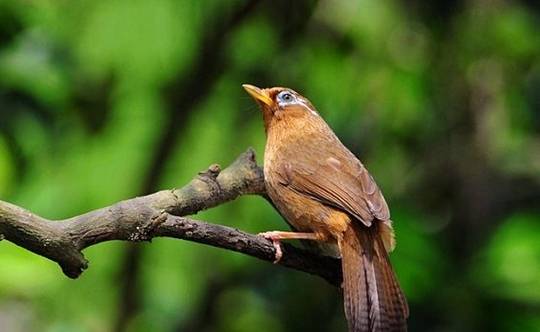 画眉鸟这些语言你知道吗