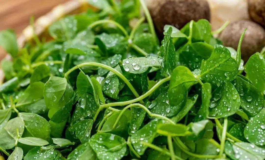 现在吃正是时候!_香椿_韭菜_芦笋