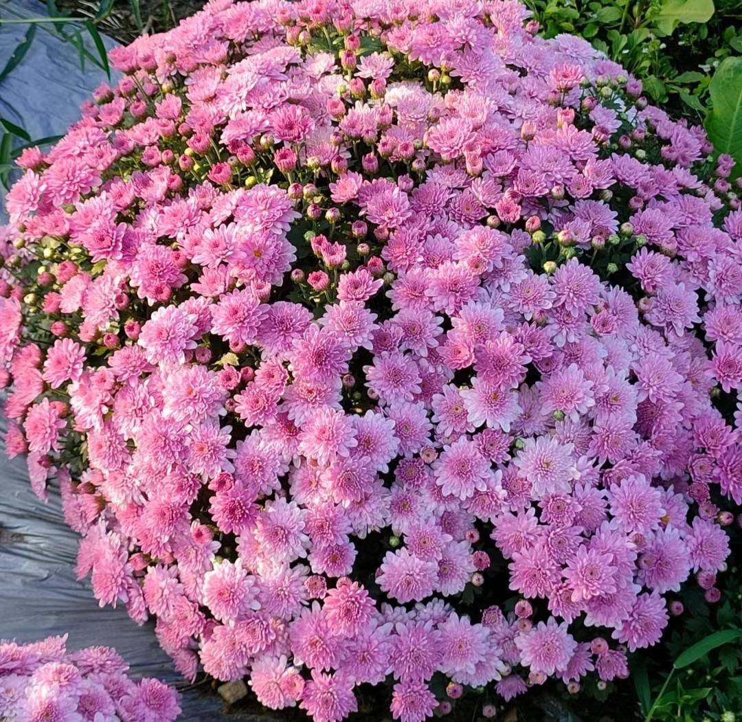 非常适合阳台养花的10种花盘点