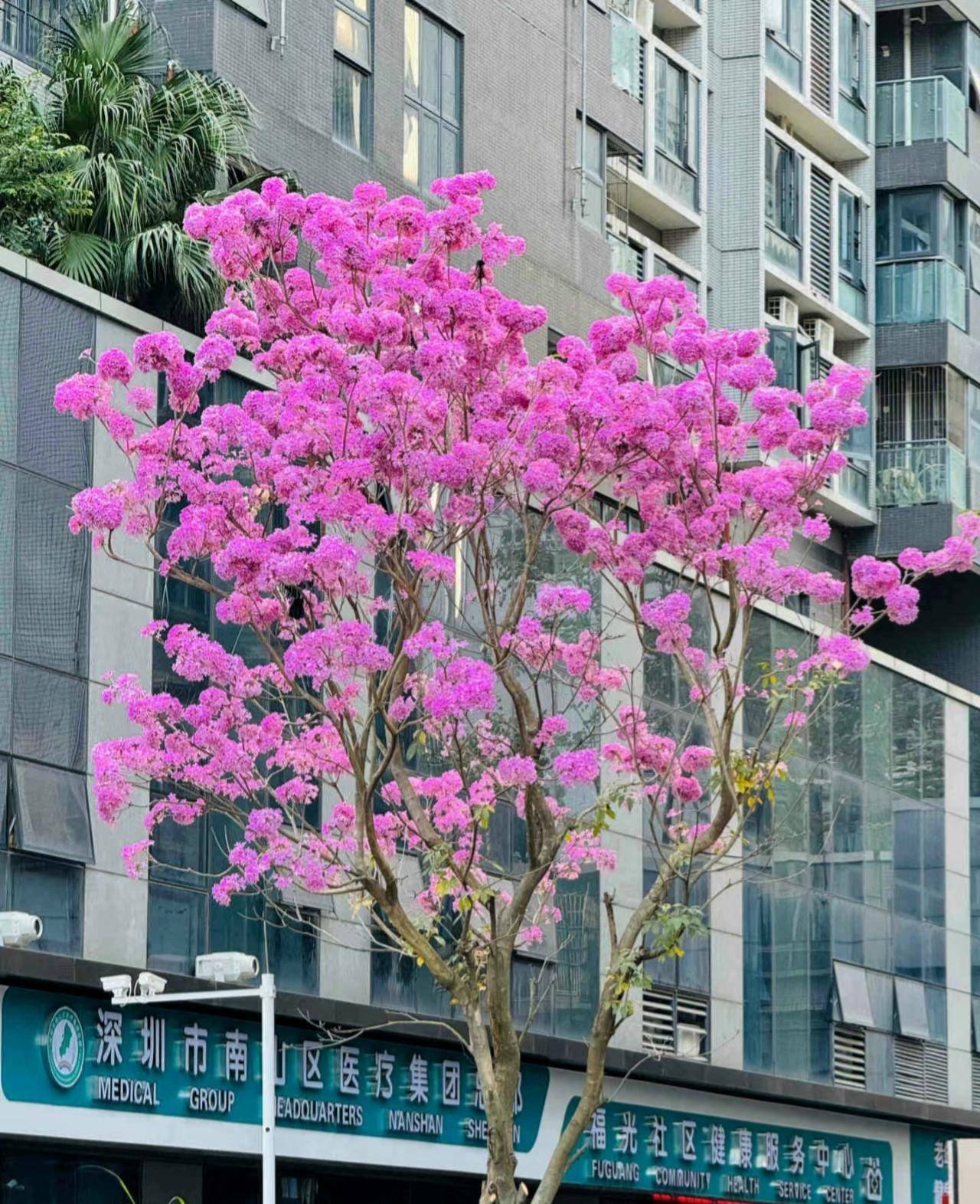 深圳紫花风铃木盛开图片