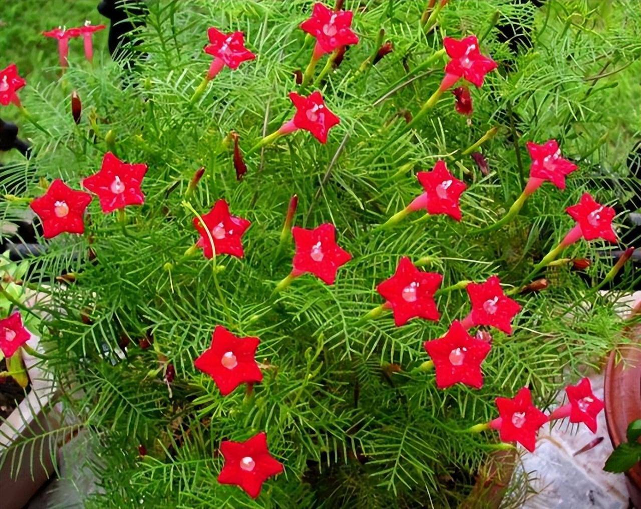 茑萝像牵牛花一样,可以绕着支撑物缠绕攀爬,开出像五角星状小花,又称