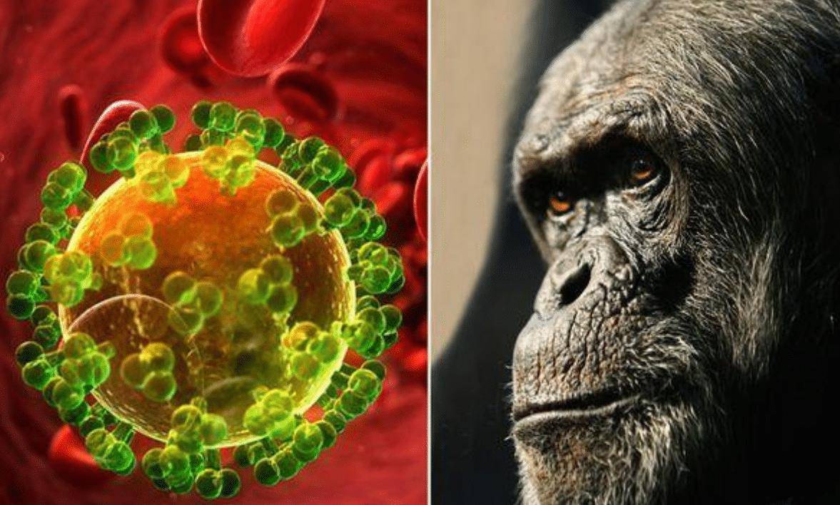 而在研究观察黑猩猩传播这个病毒之时,还发现两个较为常见的传播途径