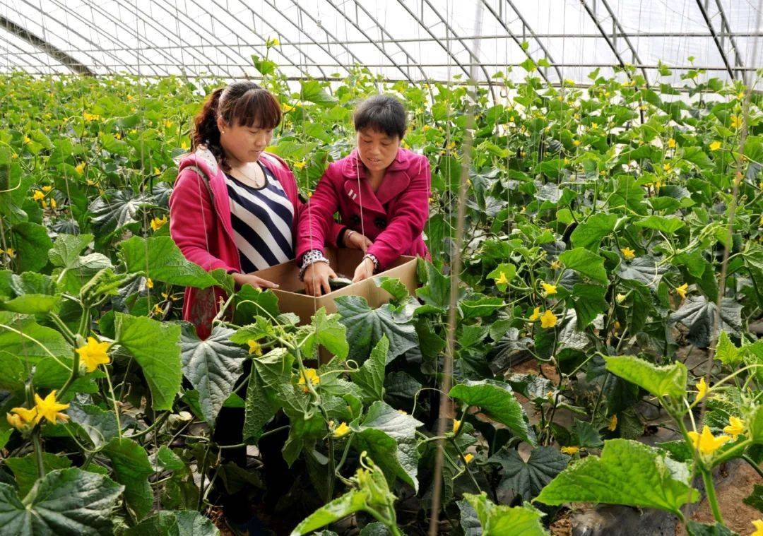 阳高县作为我市设施蔬菜生产大县,以龙泉镇,大白登镇,古城镇,王官屯镇