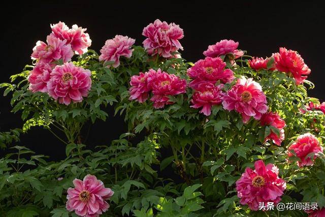 就算费钱也要养的8种花太让人着迷了