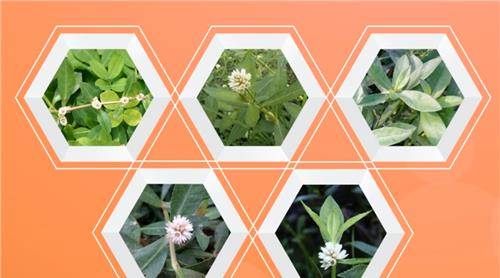 莲子草,又名满天星,全植物入药,嫩叶可作为野菜食用,又可作饲料,可谓