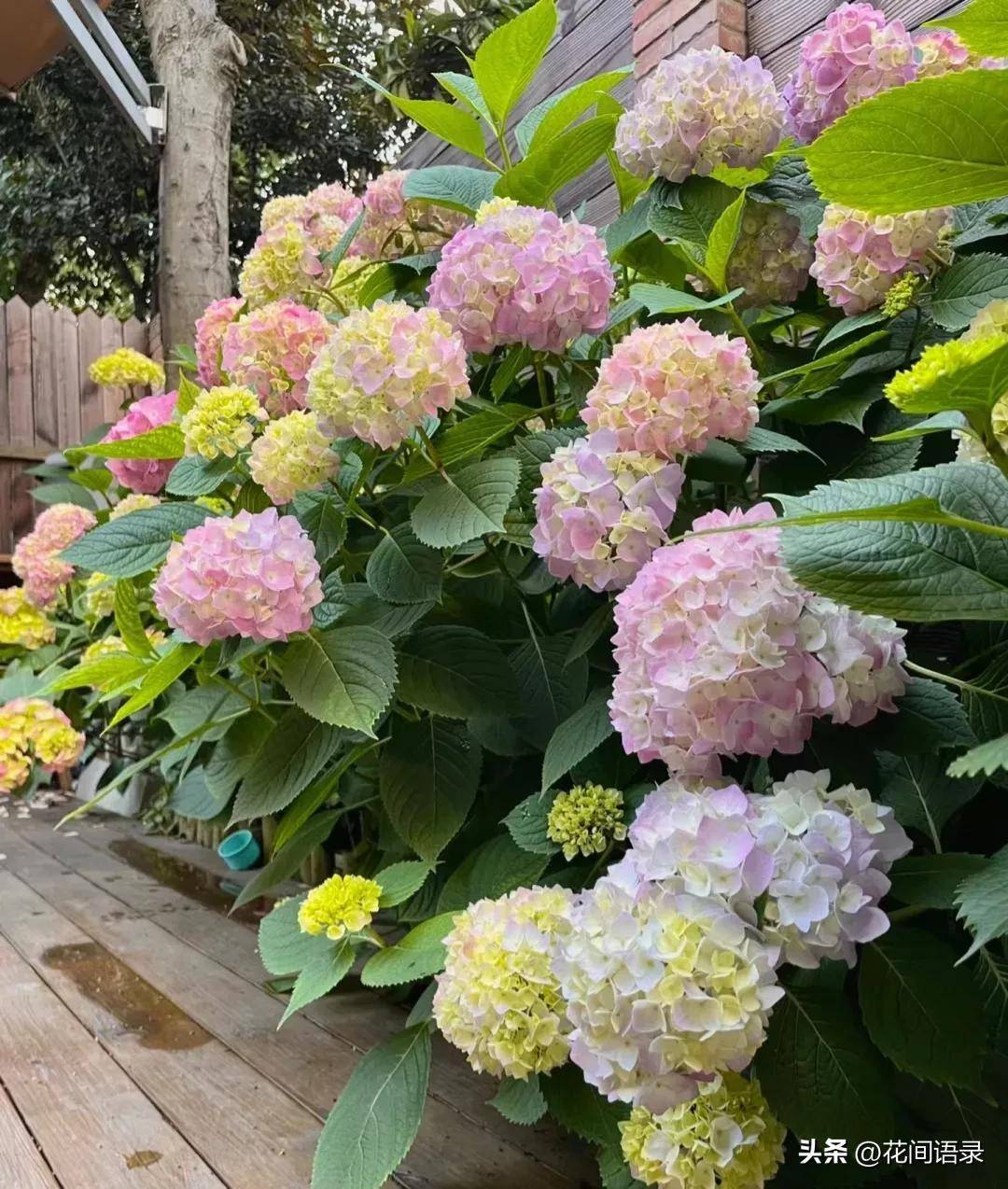 种在院子里的绣球花美如仙境