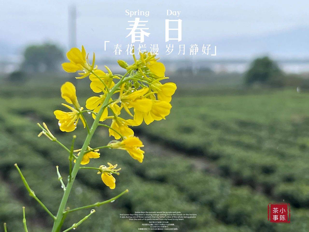 原创315打假曝光3款伪装度很高的问题白茶看看你中招了吗