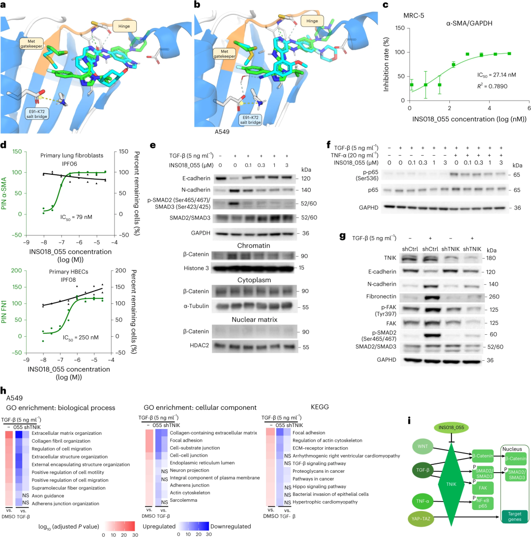 结合模式的结构叠加以及对 tgf-β 诱导的 emt 和 fmt 细胞程序的影响