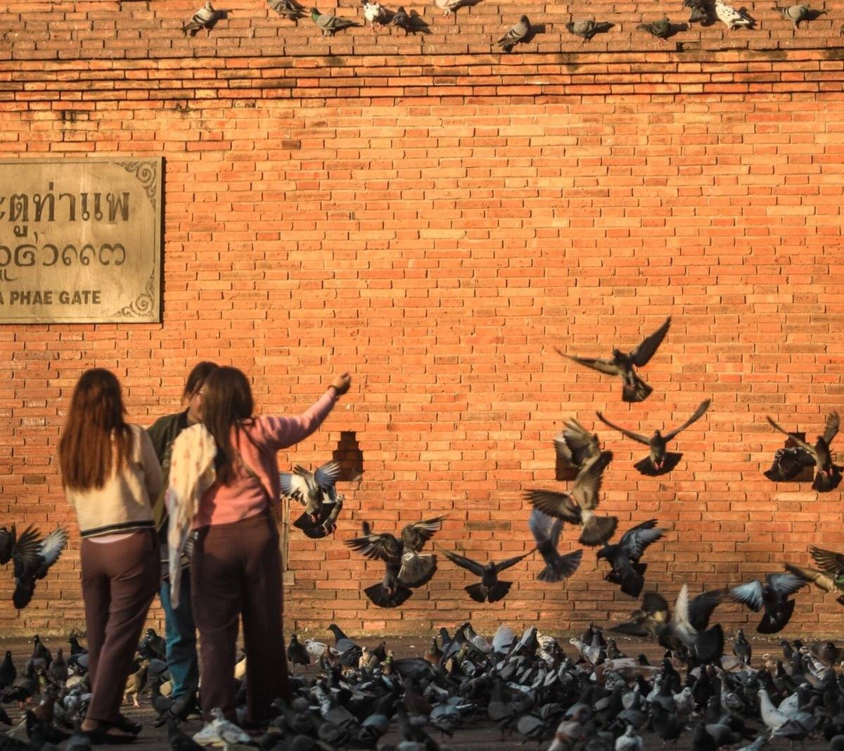 原创真给泰国弄火了董宇辉清迈之旅太治愈一大堆明星扎推去泰国