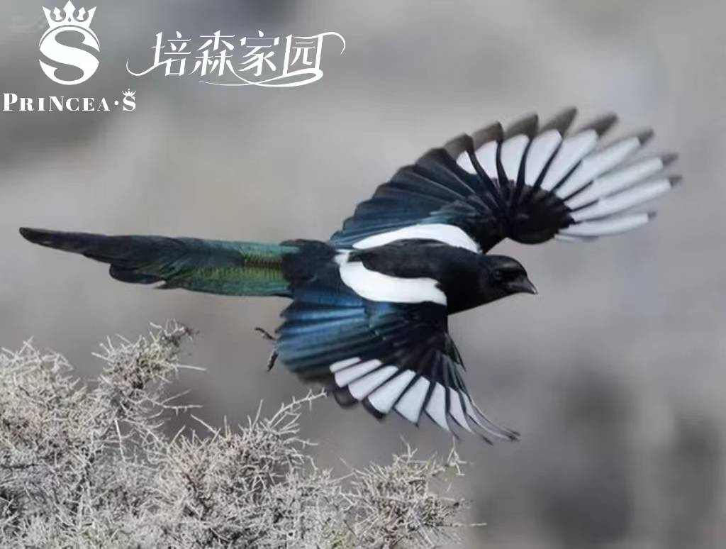 喜鹊真的预示着好运吗?快来看看_动物_智商_行走