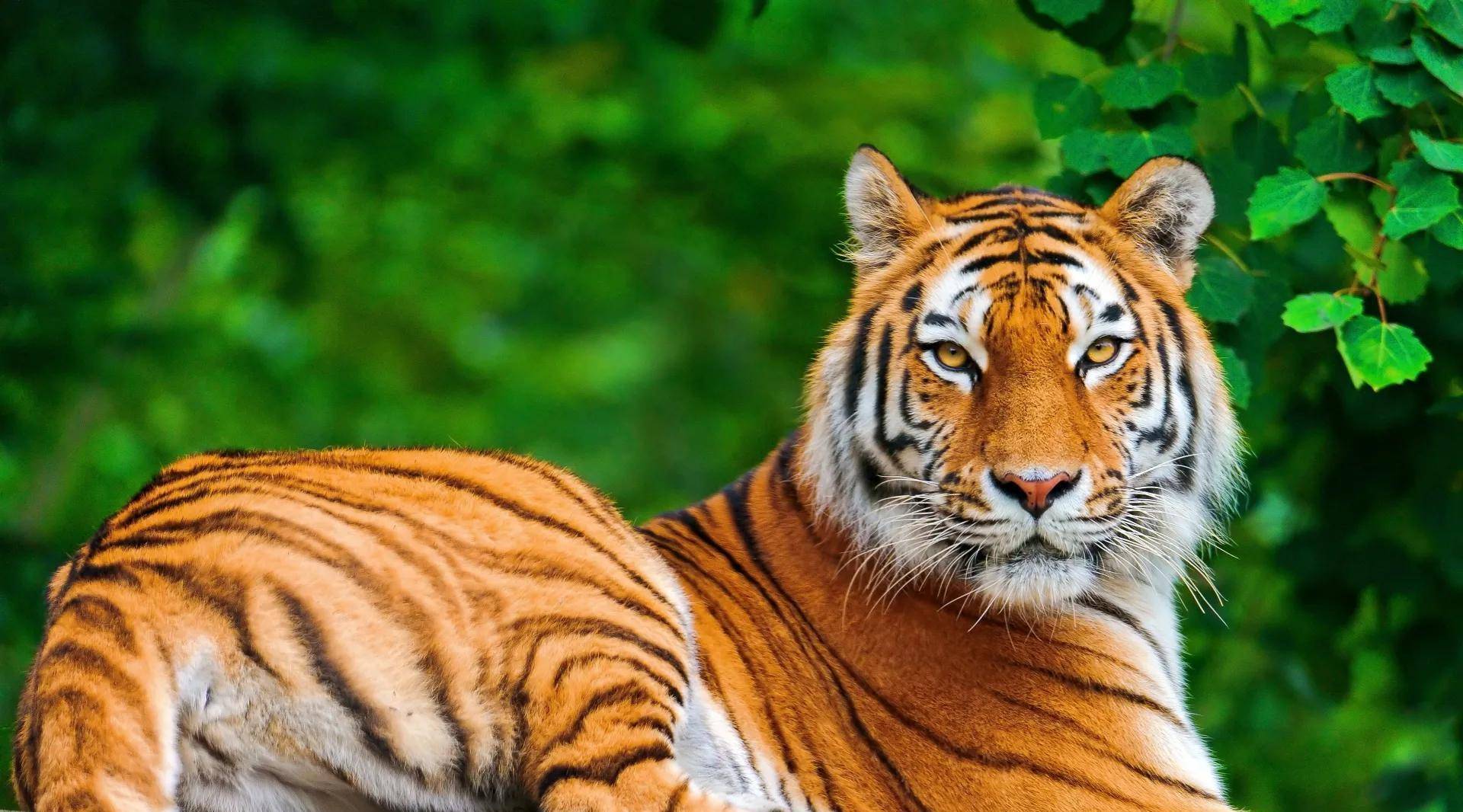 为什么武松只打死一只老虎就家喻户晓而李逵杀了四只却无人提及