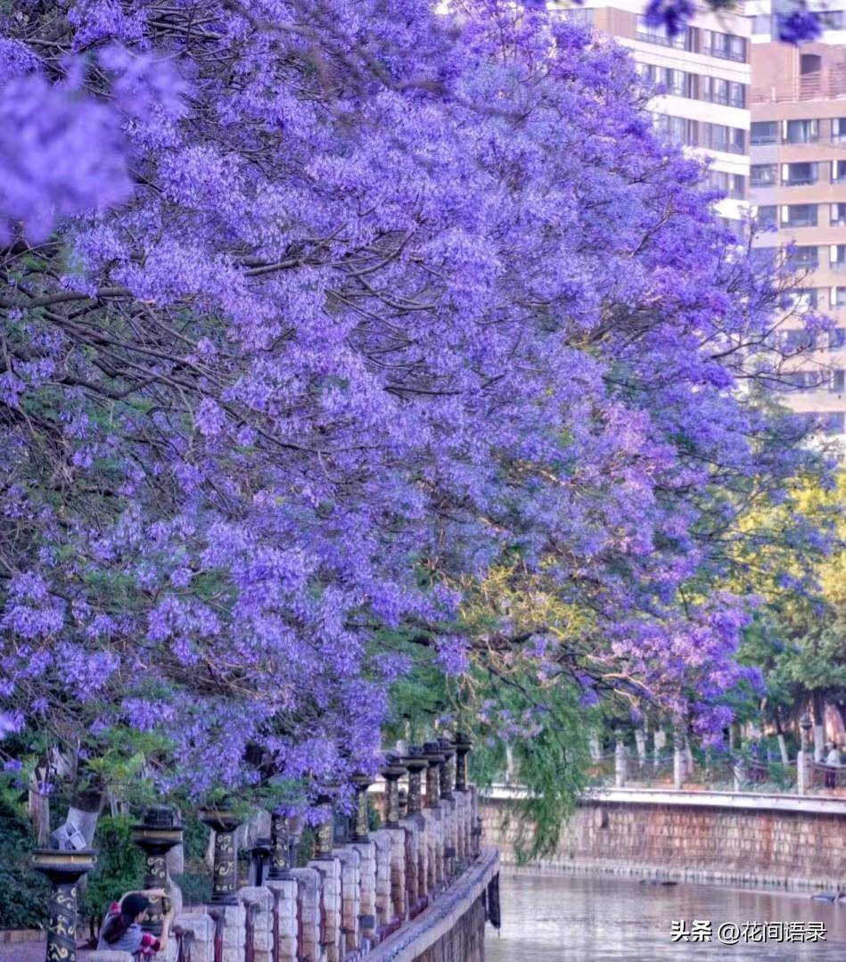 云南这条街的蓝花楹开花如仙境