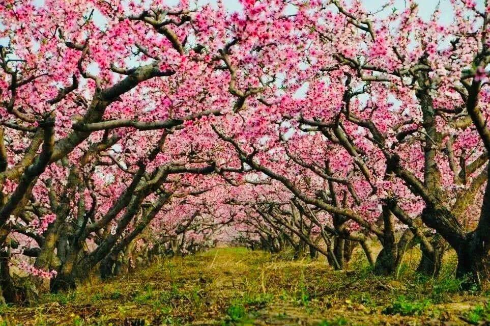 看花开枝头满眼春!