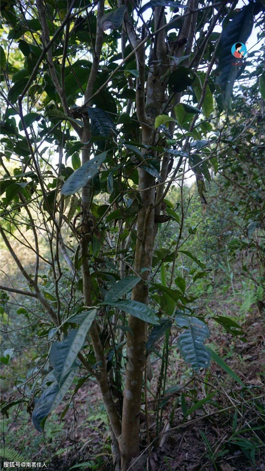 茶山行记2:新火试茶,春意聚杯盏_友人_自然保护区_茶树