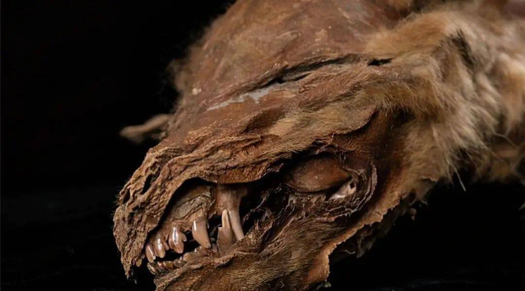 北极古代生物尸体的恐怖发现,科学家警示人类