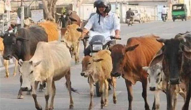 还有在印度神话中牛是一种神圣的动物,所以印度既不杀牛,也可以让牛