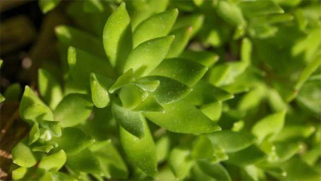 香椿芽的一缕清香,不负春滋味,留坝有很多的野生香椿,叶色暗红,柄干略