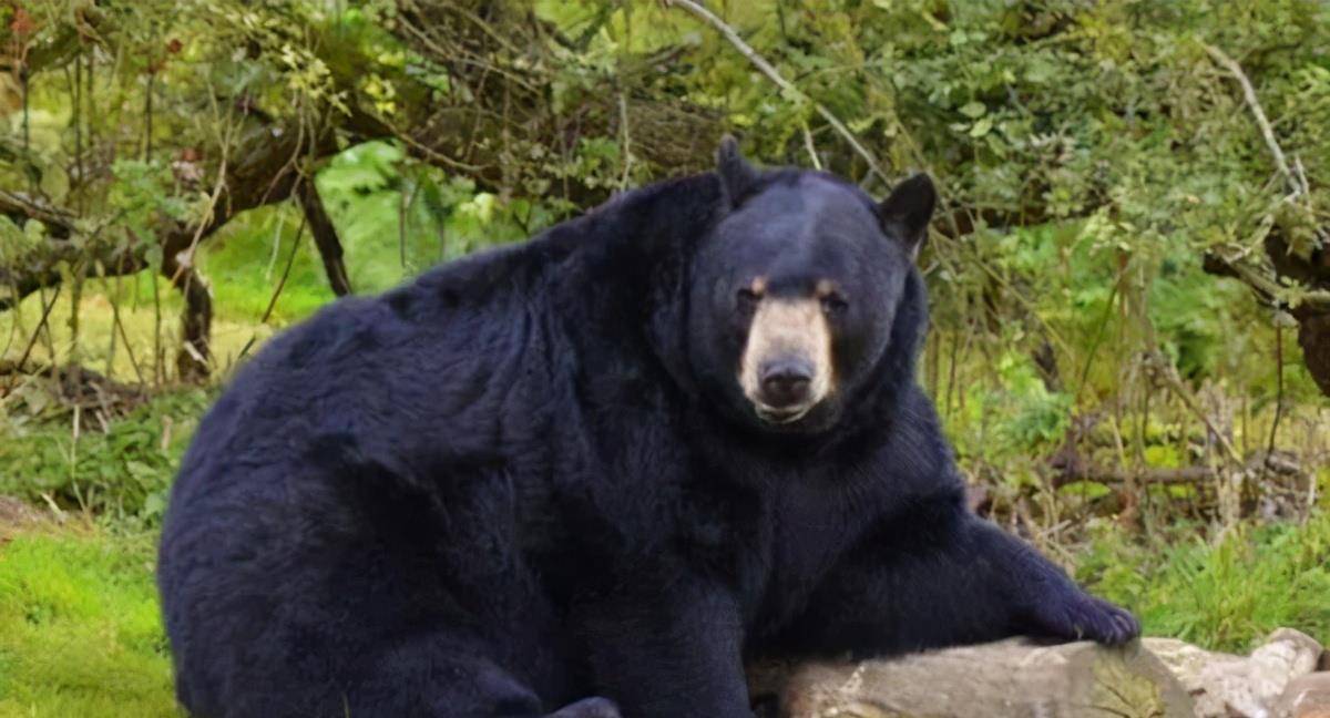 高知男子二婚后不想承受超生代价将继子丢在动物园里喂黑熊