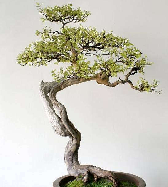 原创枝条小心棱角小小金雀盆景的独特只有爱花人才懂