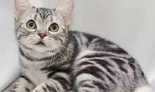 让美短自己接近还是我们先接近?跟美短混熟的几个办法,快记下!_猫咪_