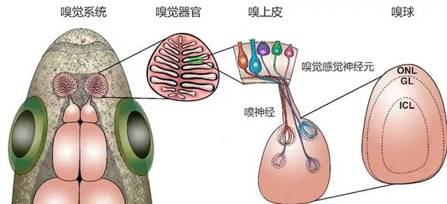 小鼠垂体图片