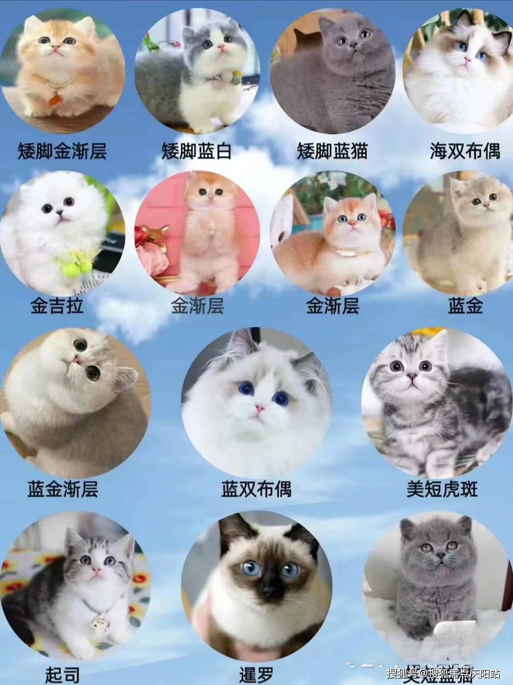 宠物猫排行榜前十名图片