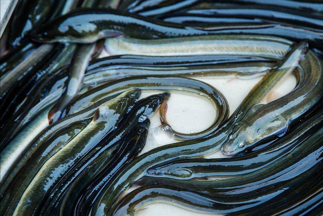 中国人吃鱼时间表什么季节吃什么鱼安排的明明白白错不了