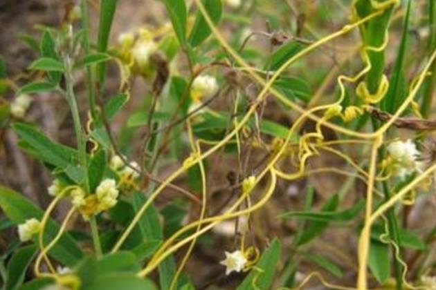 不孕不育保胎农村常见的一位中药