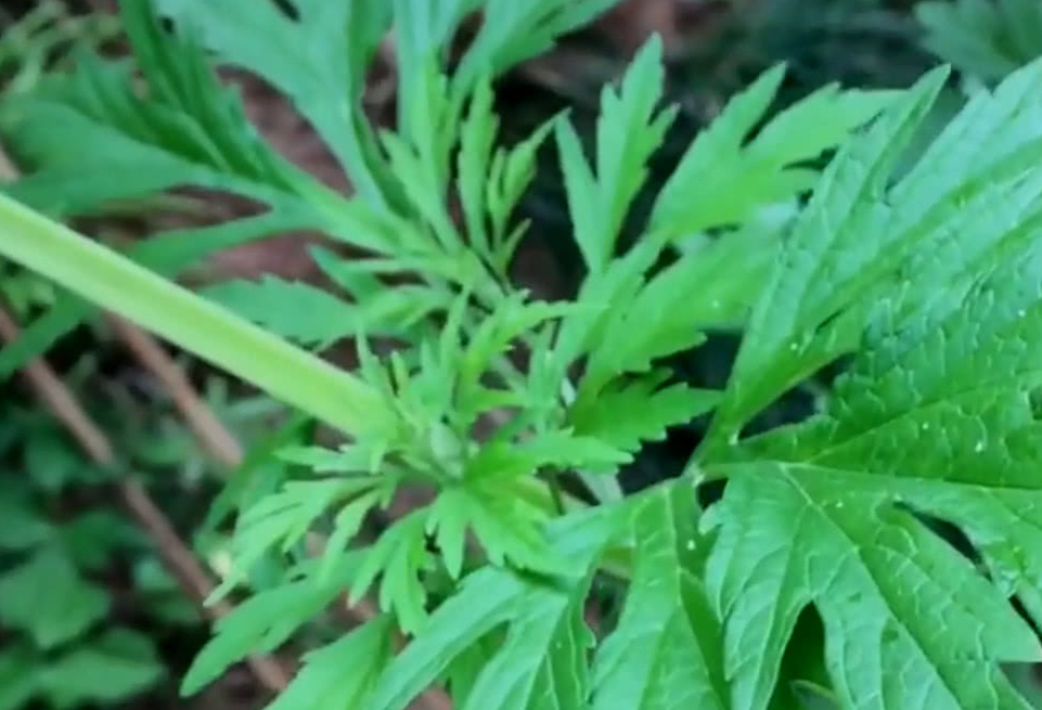 原创农村路边有这样一种野草它的茎居然是方形的你们知道是什么吗