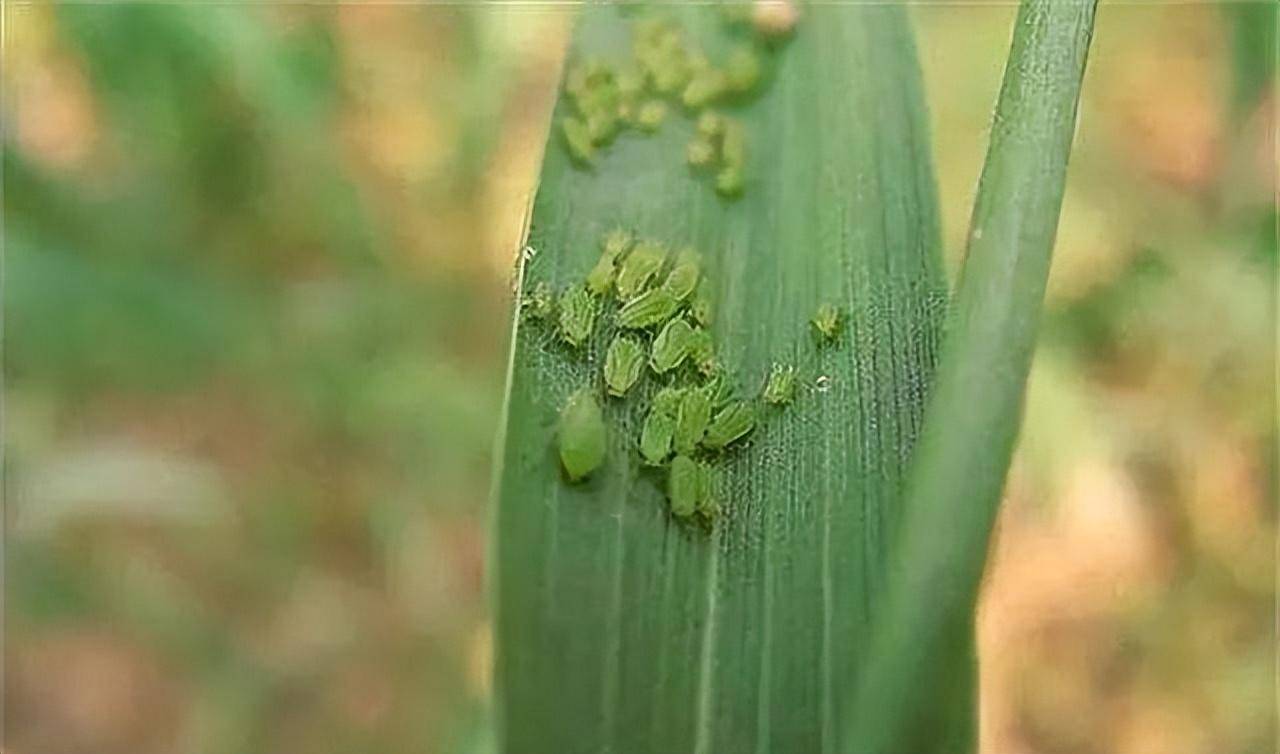 蚜虫的身体构造图片图片