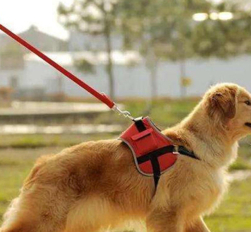 原创遛狗要注意的几点尤其是最后一点很多人都在犯