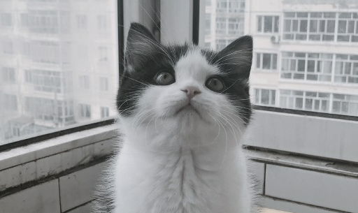 硬核吸猫程序员被一只流浪小奶猫启发发明智能流浪猫窝