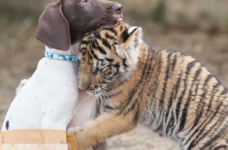 原创当老虎和狗成为了好朋友老虎你感动吗狗不敢动不敢动