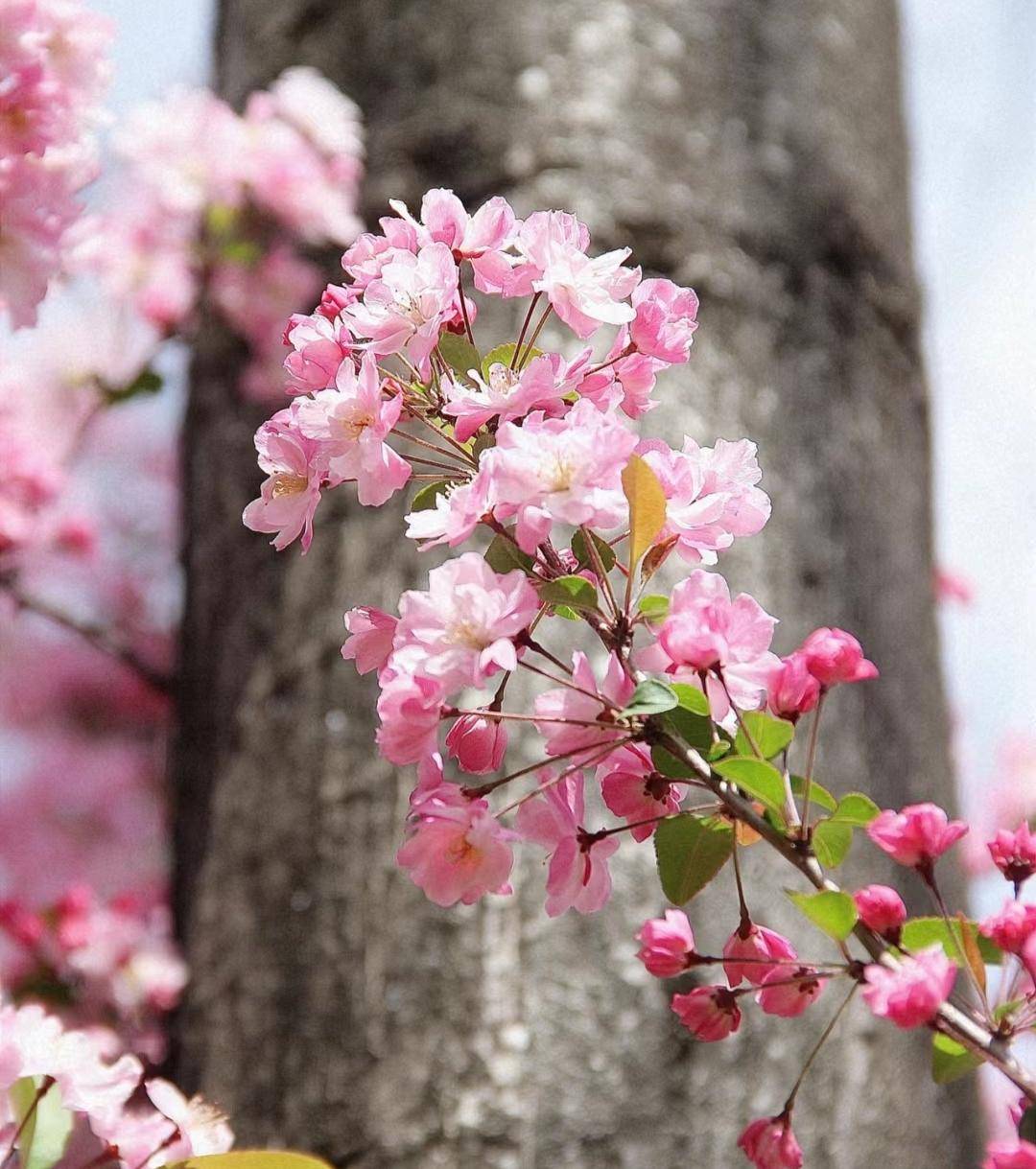 云南海棠花真的美得太惊艳了