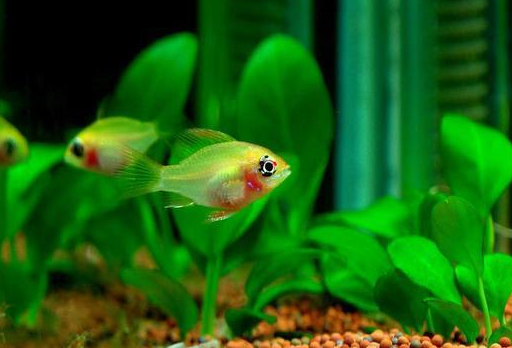 为什么小型热带观赏鱼,有些品种比我们想象的还要难以饲养?_鱼店_因为