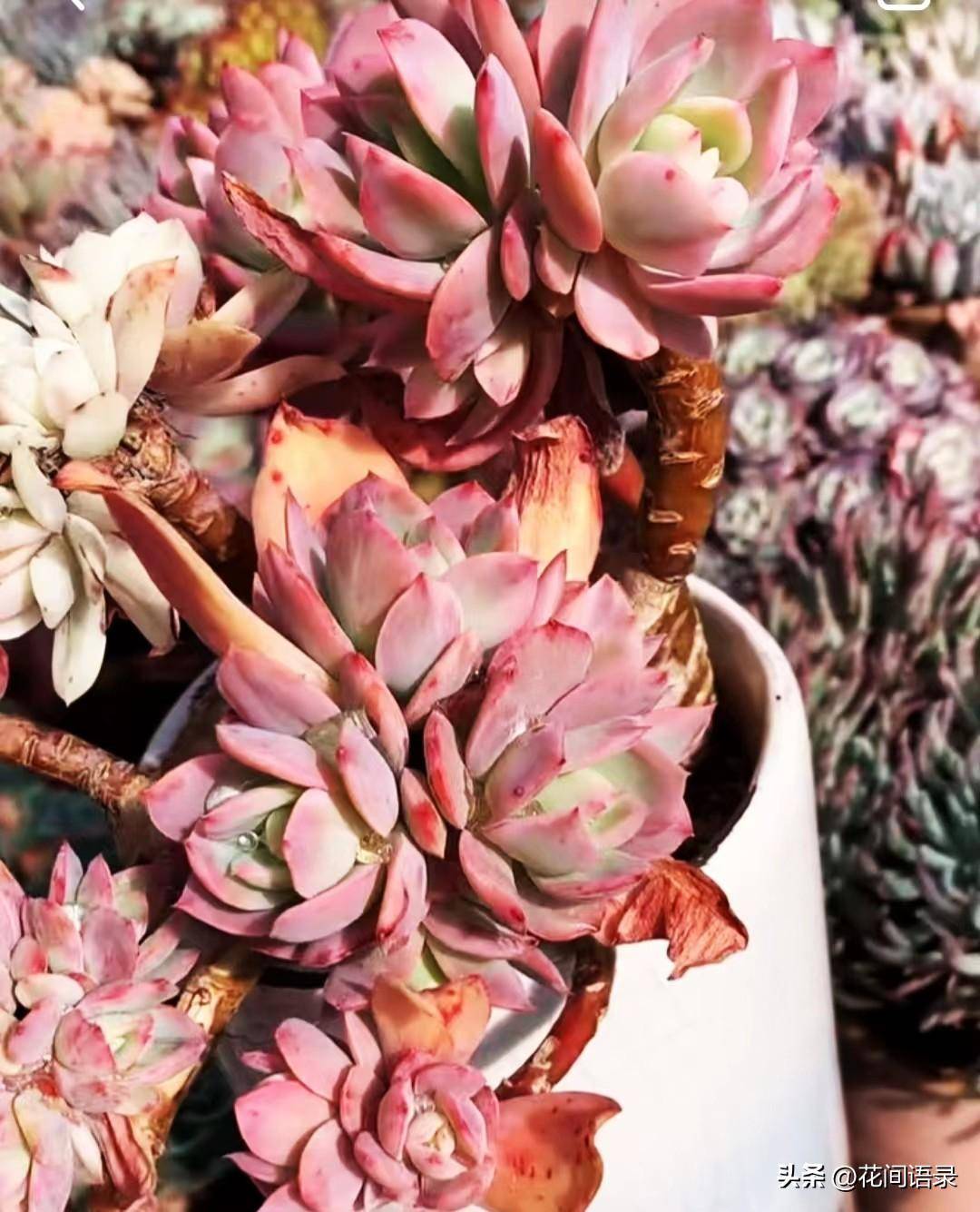 3年的绮罗多肉太美了