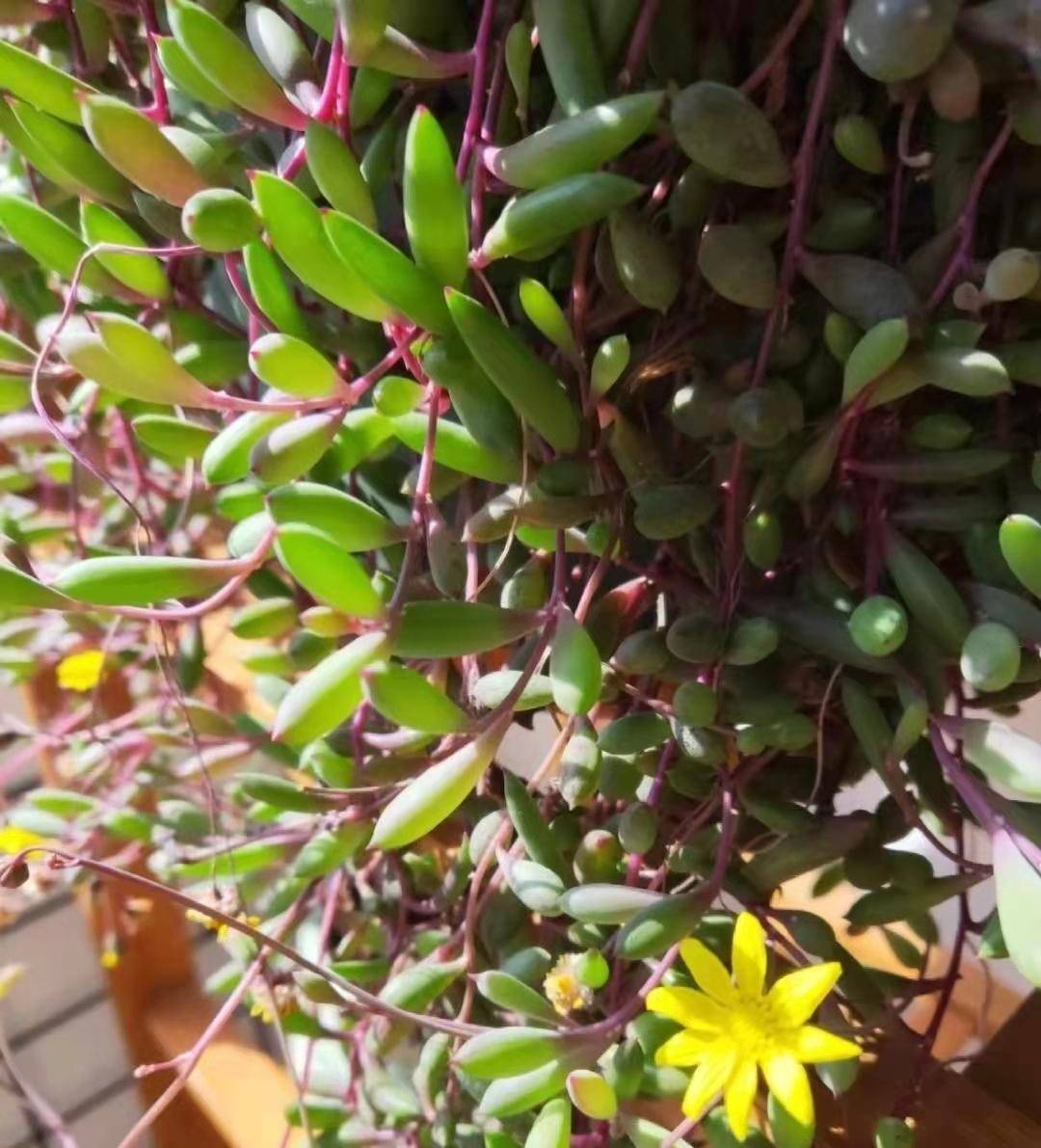 紫玄月多肉学名叫黄花新月,属于菊科菊属多浆肉质型草本植物,它跟佛珠