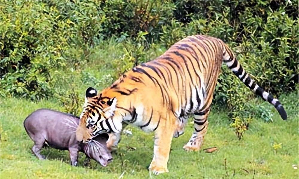 原创70年前100多只华南虎围住湖南一村庄目的是为给小老虎复仇