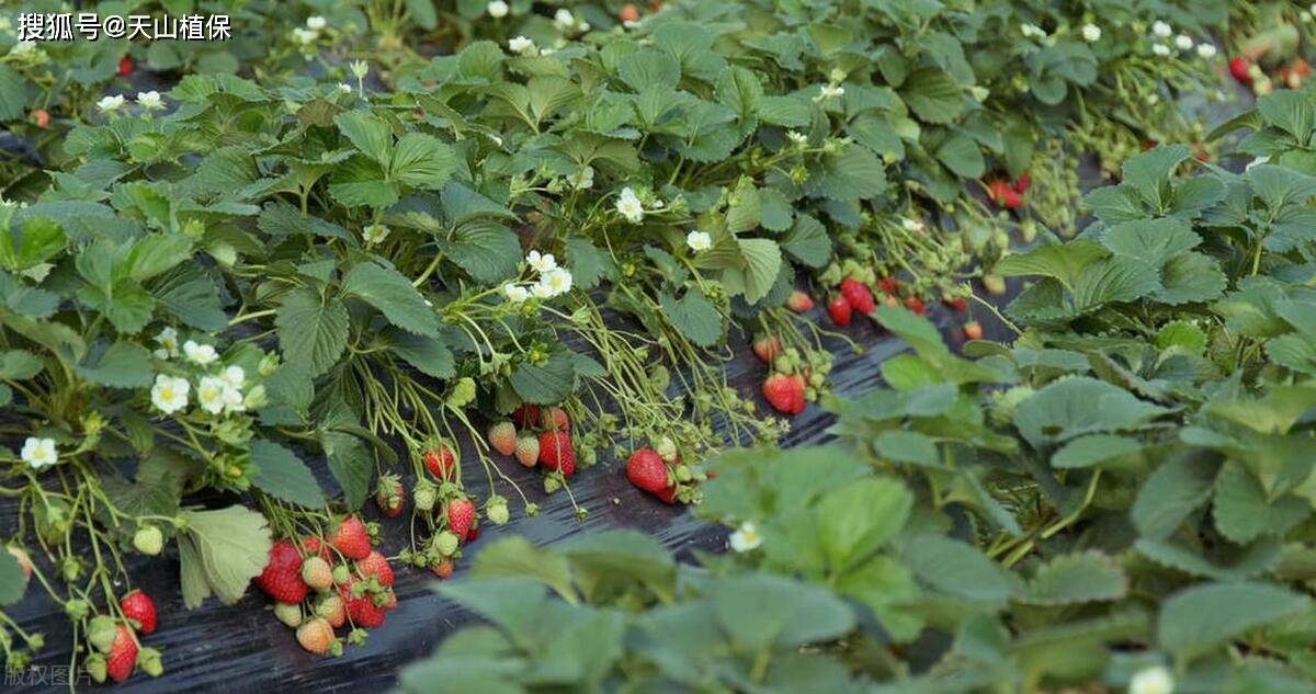露天草莓亩产量一般多少斤_种植_影响_品种