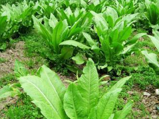 莴笋_韭菜_茼蒿