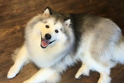1,不会控制它的食量不能因为你家阿拉斯加犬很能吃就给它吃一大堆食物