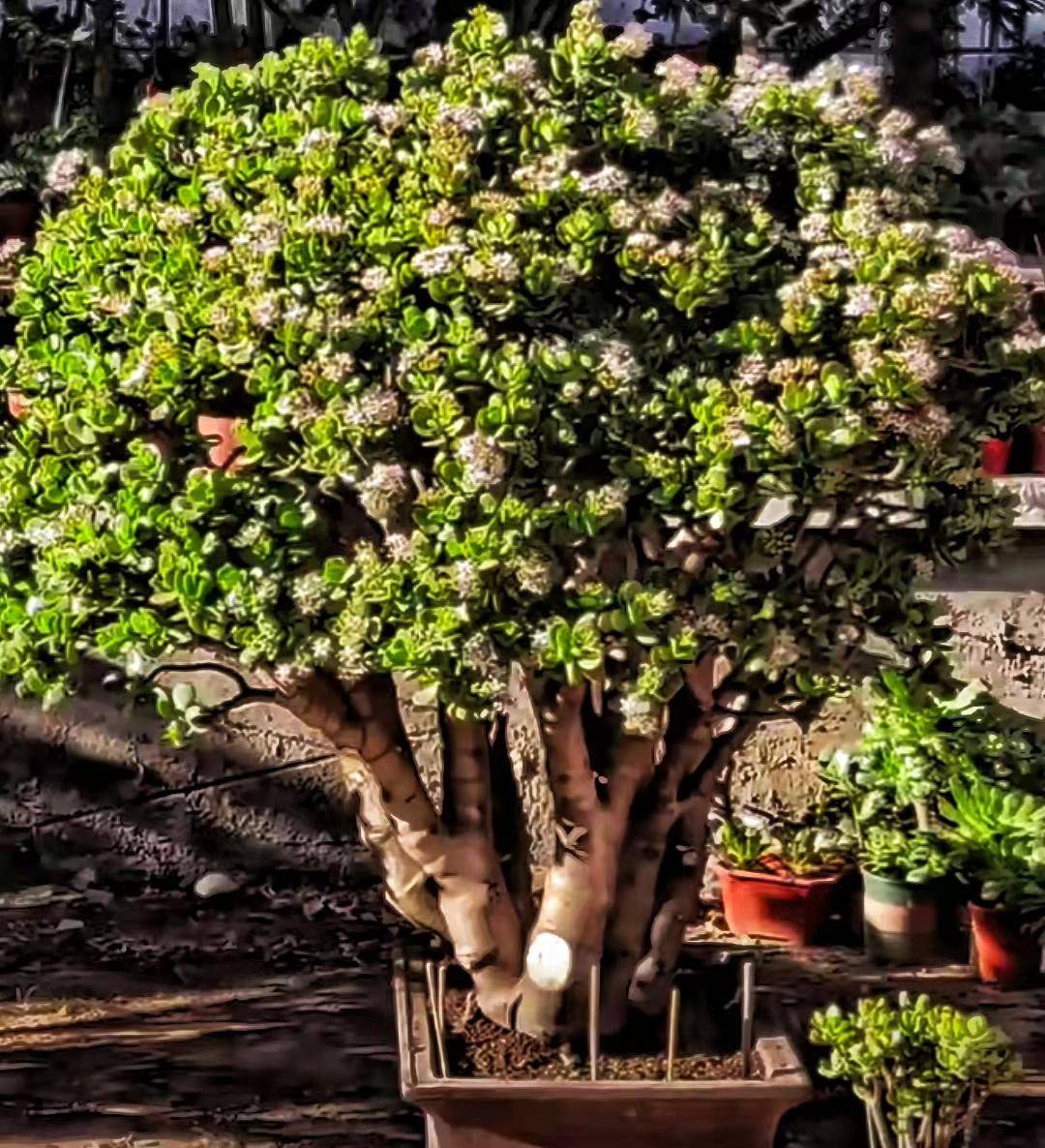 年头越久越好看的8种多肉盘点_养老_小苗_景天科