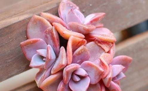 原创多肉为什么会换上黑腐病表现出来哪些症状多肉养护小知识