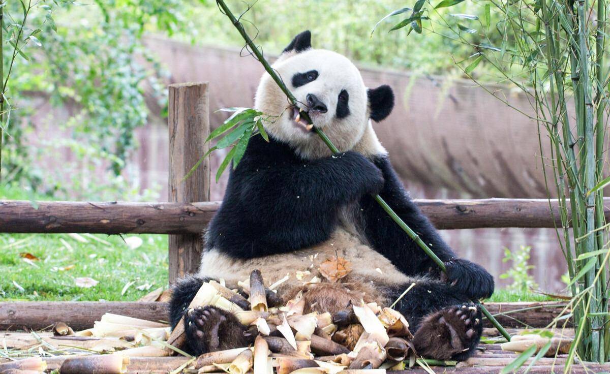 大熊猫租借,赠送给17个国家,为何印度申请租借,却屡次被拒_动物园