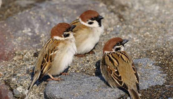 原创60年前麻雀差一点在我国灭绝如今野外多达10亿只哪来的