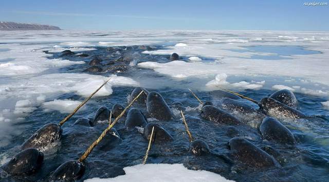 动物趣谈北极深海的独角兽只因价值连城差点被捕杀绝迹