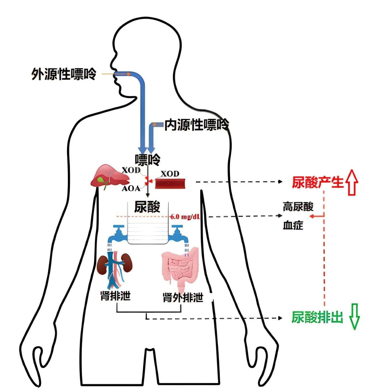 排尿酸 来自搜狐网